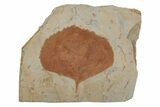 Fossil Leaf (Zizyphoides) - Montana #215541-1